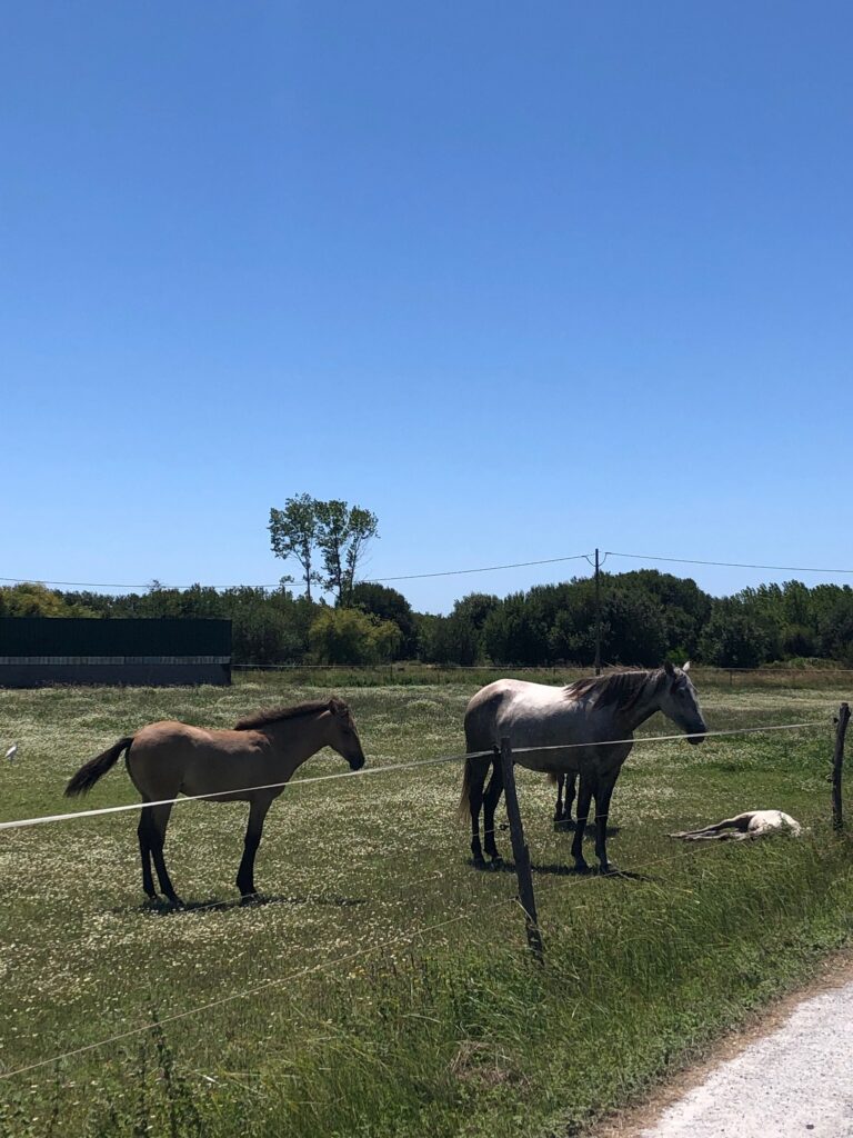 07B3B000 0540 41A9 98AE 98DC041C1FE3 768x1024