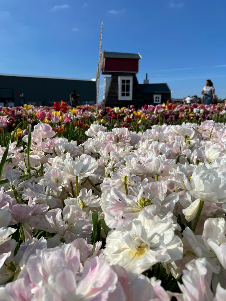 568D4078 5152 4413 B7C0 91FF0DC7AD69 768x1025