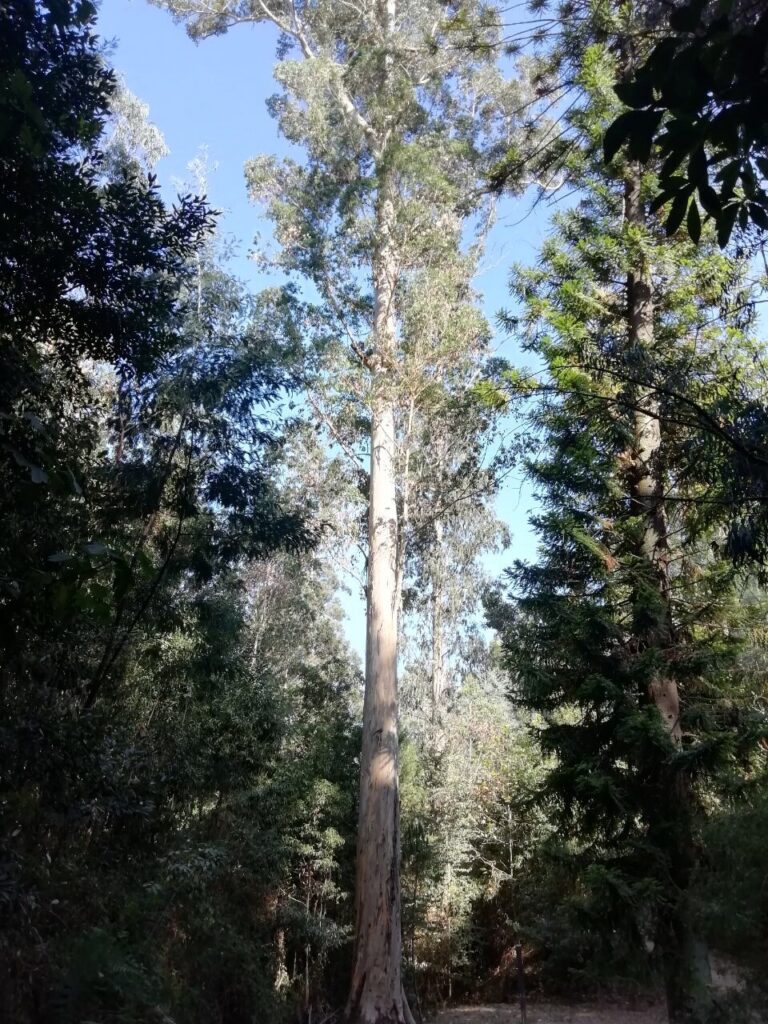 5E8B066E D08A 4DD0 8BE5 534DCA46C409 768x1024