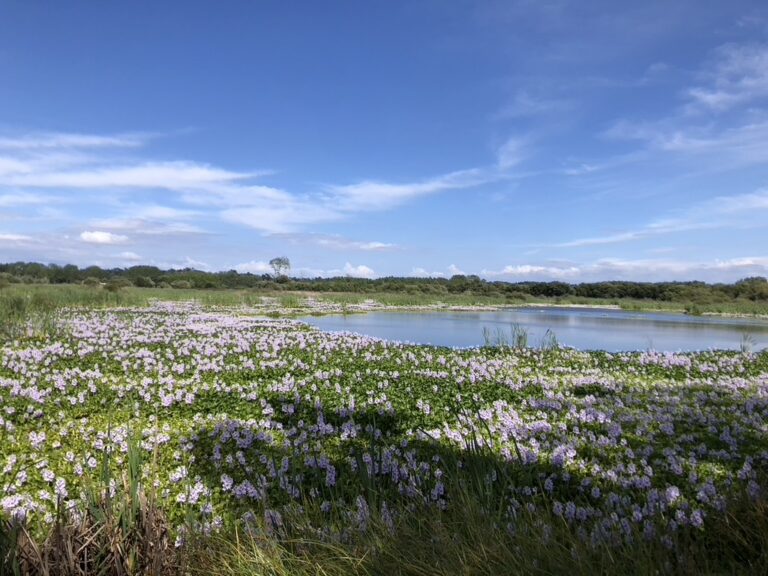 9EDBC06F 847C 49C4 9158 B5DC80766777 1 105 c 768x576