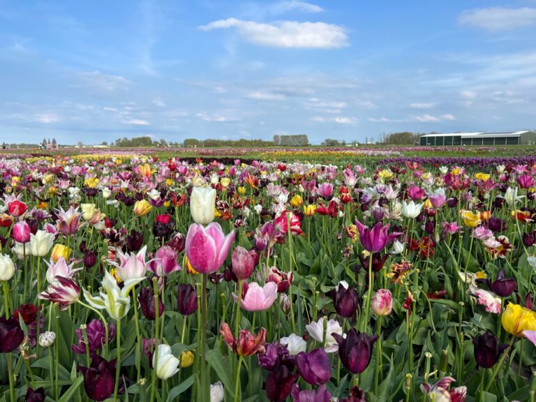 B53707D8 A1DD 47F9 993B C8DA2FE35218 768x576