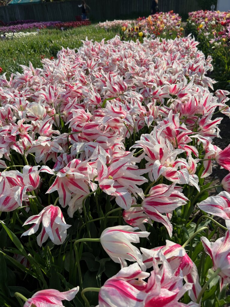 EB425378 65CA 4775 AD89 00618C8F09BE 768x1025