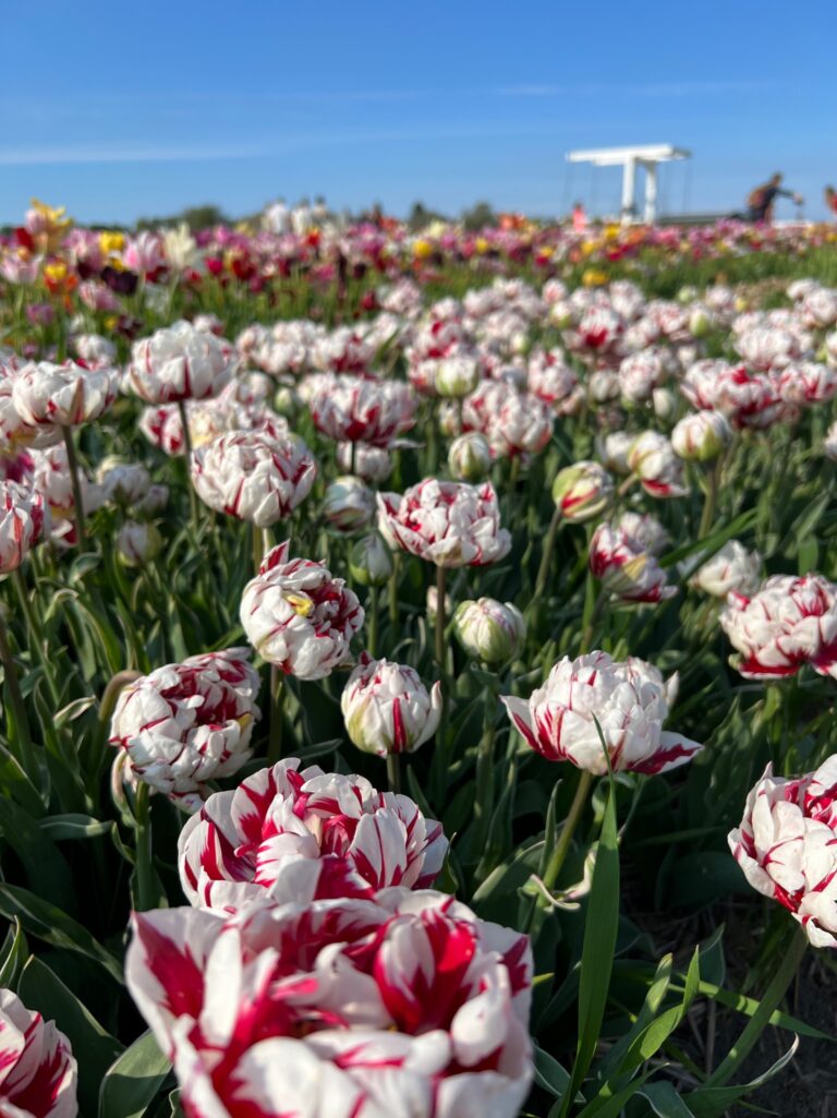 F612202A 942B 44B0 881D B2734864147B 768x1025