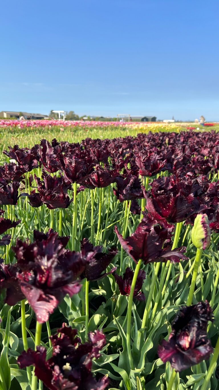 FD707EB9 D150 4FD9 BC1F CA78B3E30457 768x1366